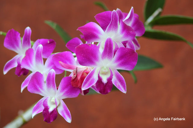 orchid at farm