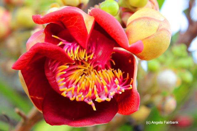 unidentified flower at resort