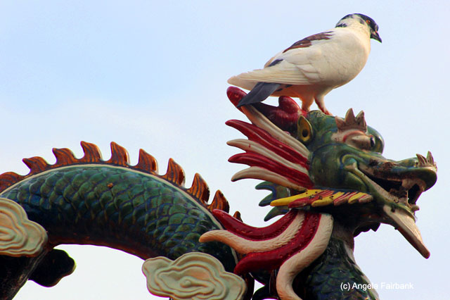 pigeon on dragon at whale temple