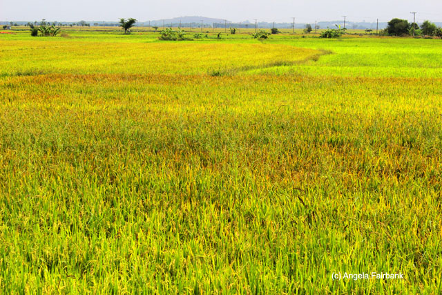 rice fields
