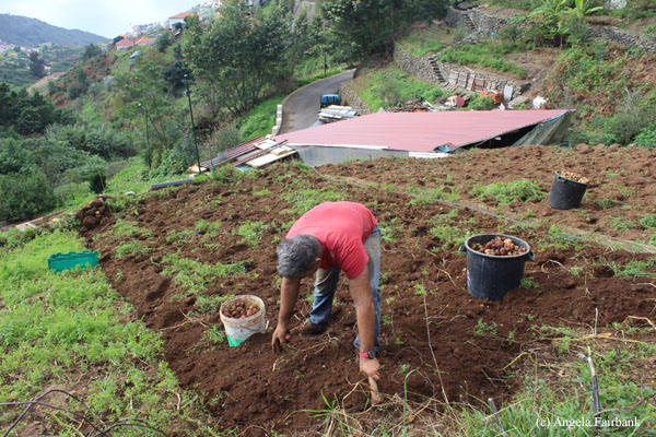 potato farmer