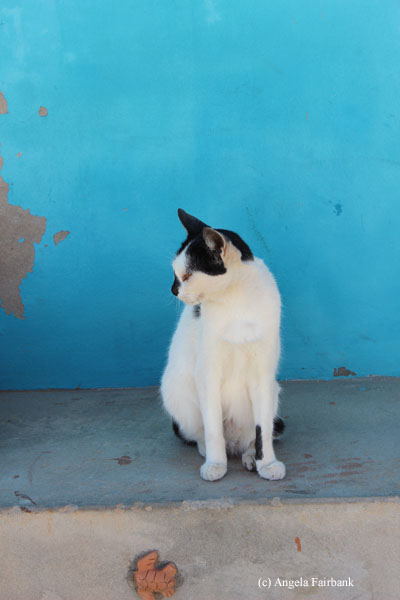 cat in rabil