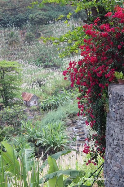 bougainvillea on wall