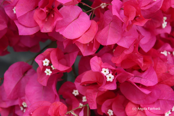 bougainvillea
