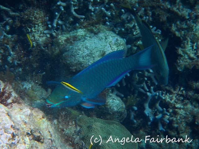 Bahamas, copyright Angela Fairbank