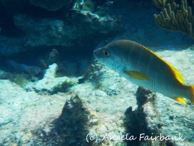 Bahamas, copyright Angela Fairbank
