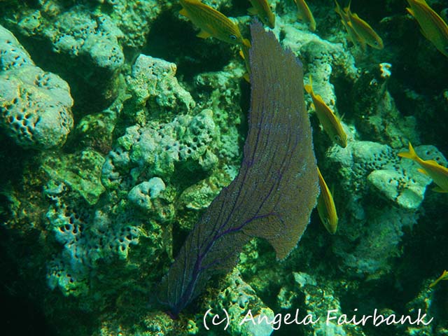 Bahamas, copyright Angela Fairbank