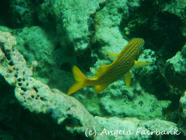 Bahamas, copyright Angela Fairbank