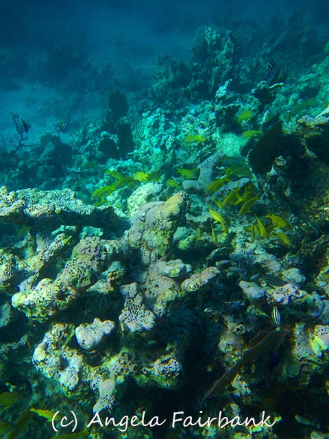 Bahamas, copyright Angela Fairbank