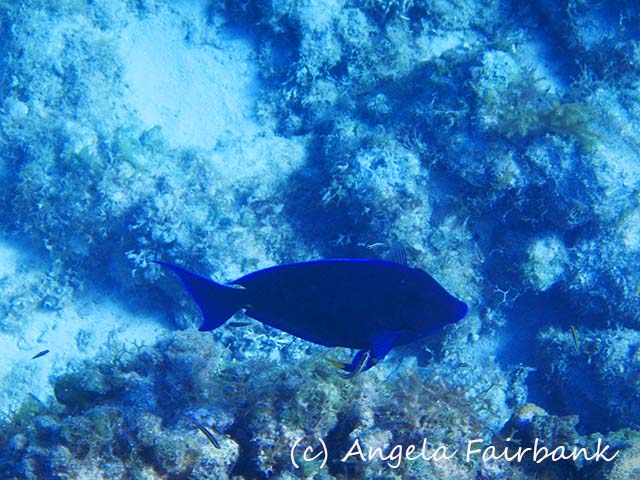 Bahamas, copyright Angela Fairbank
