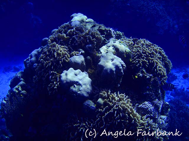 Cozumel, copyright Angela Fairbank