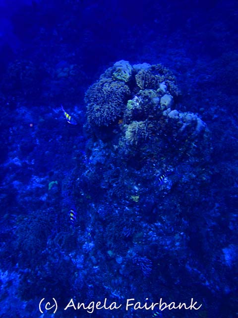 Cozumel, copyright Angela Fairbank