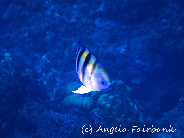 Cozumel, copyright Angela Fairbank