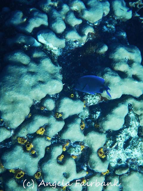 Cozumel, copyright Angela Fairbank