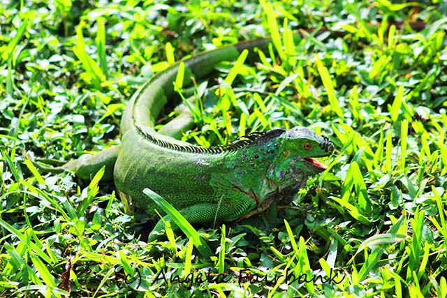 Florida, copyright Angela Fairbank