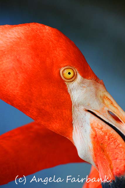 Florida, copyright Angela Fairbank