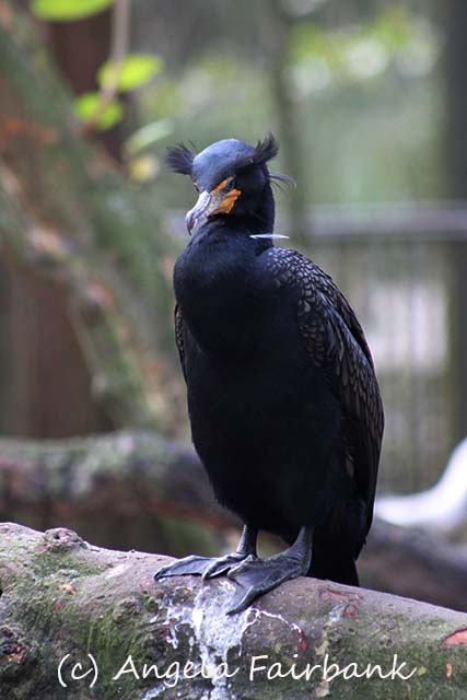 Florida, copyright Angela Fairbank