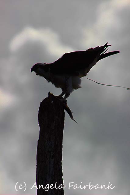 Florida, copyright Angela Fairbank