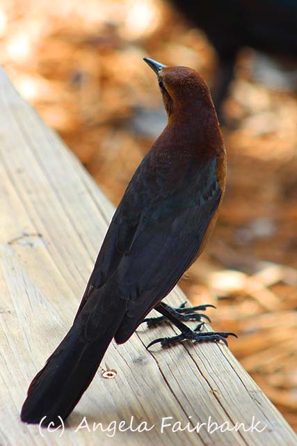 Florida, copyright Angela Fairbank