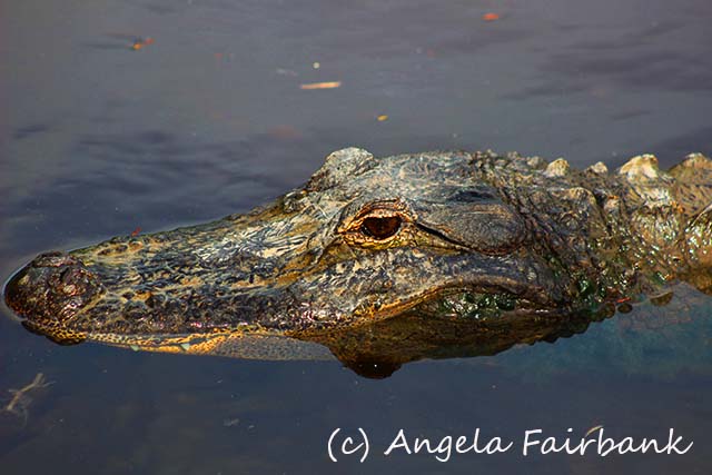 Florida, copyright Angela Fairbank