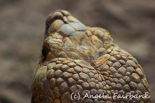 Florida, copyright Angela Fairbank