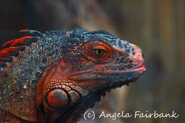 Florida, copyright Angela Fairbank