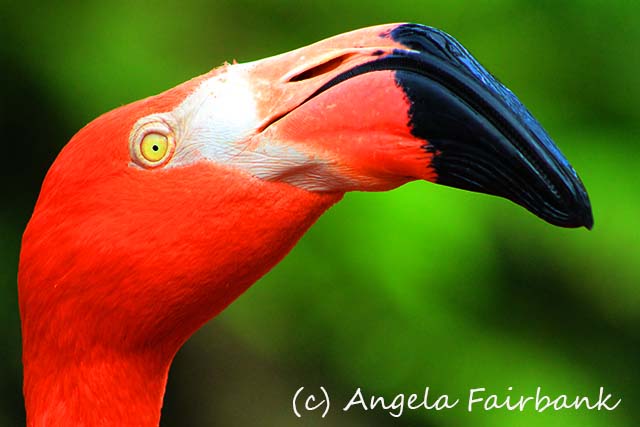 Florida, copyright Angela Fairbank