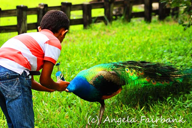 Florida, copyright Angela Fairbank