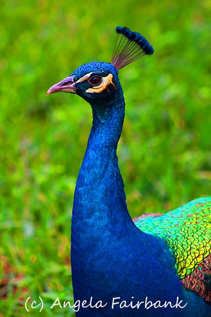 Florida, copyright Angela Fairbank