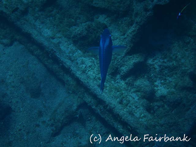 Grand Cayman, copyright Angela Fairbank