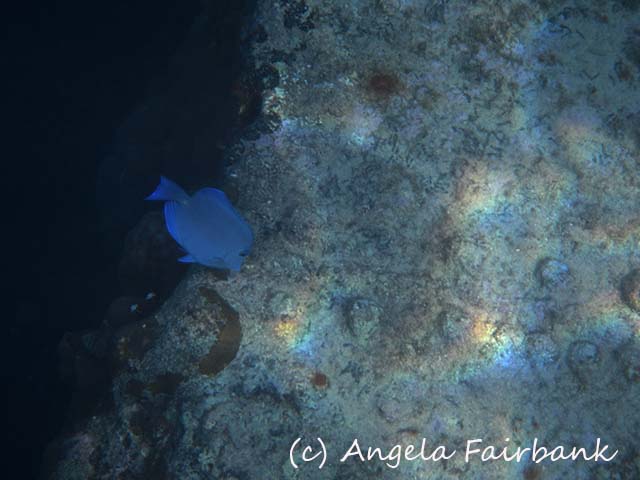 Grand Cayman, copyright Angela Fairbank