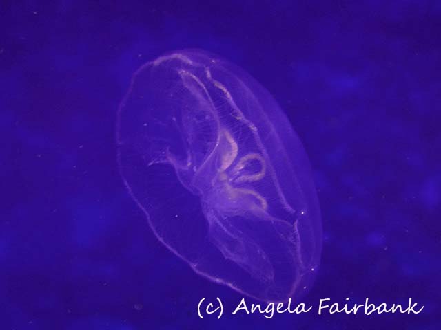 Roatan, copyright Angela Fairbank