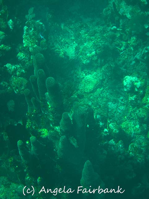Roatan, copyright Angela Fairbank