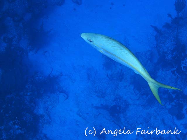 Grand Turk, copyright Angela Fairbank
