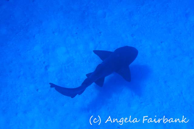 Grand Turk, copyright Angela Fairbank