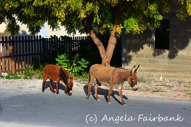 Grand Turk, copyright Angela Fairbank