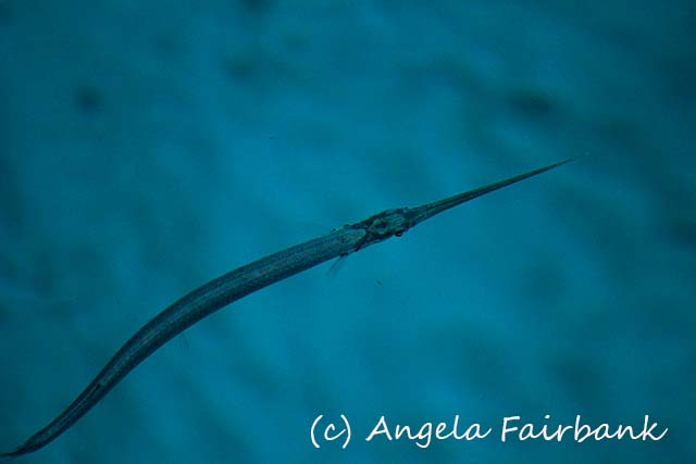 Grand Turk, copyright Angela Fairbank