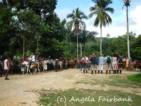 horses gather