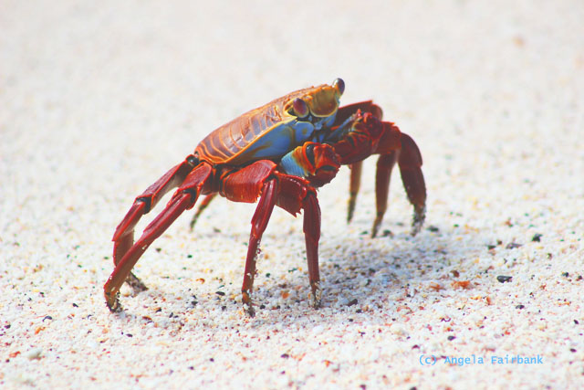 sally lightfoot crab