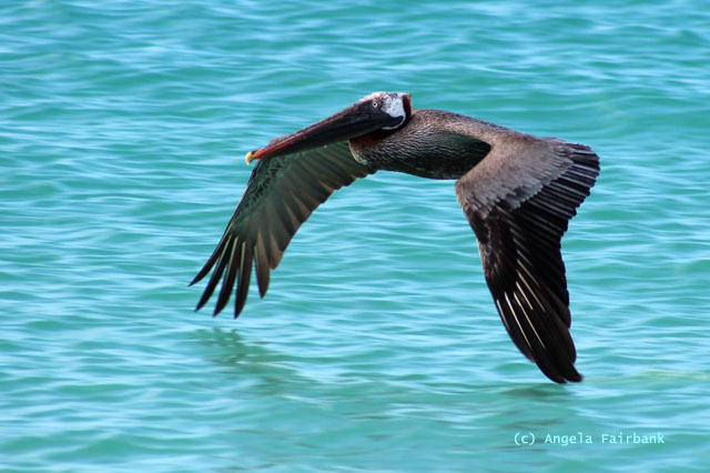 brown pelican
