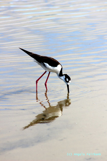black-necked stilt