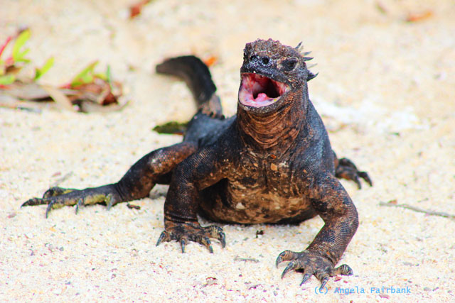 marine iguana