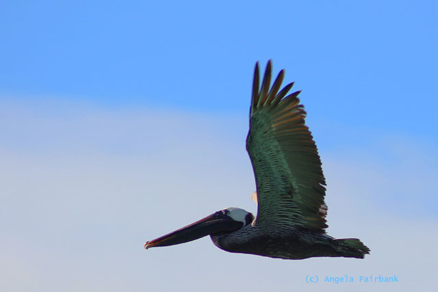 brown pelican