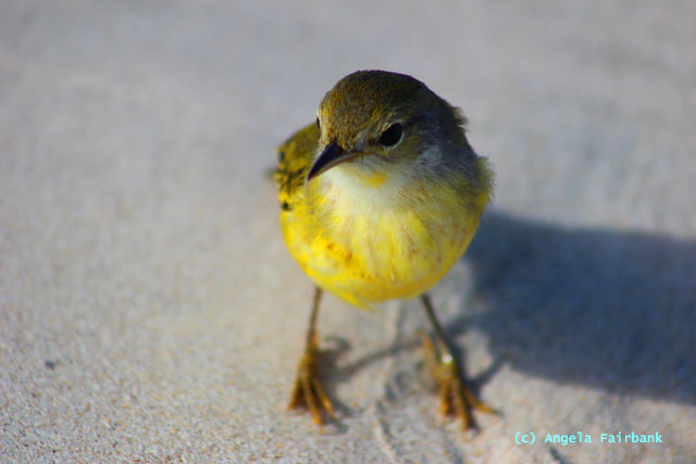 yellow warbler female