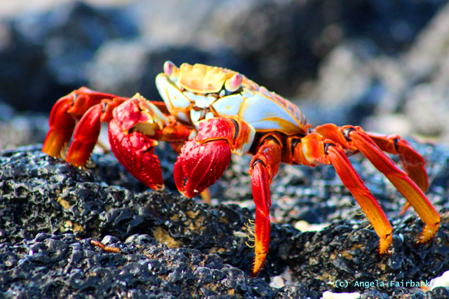 sally lightfoot crab