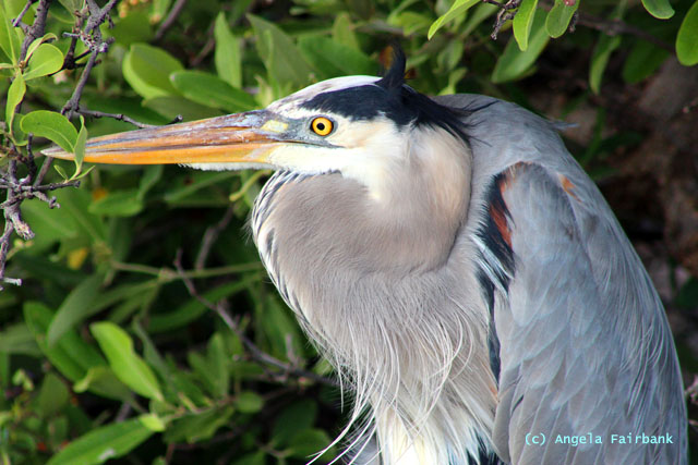 great blue heron
