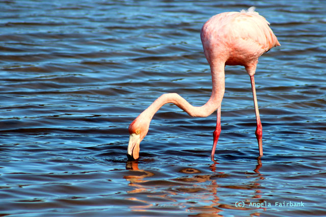 flamingo