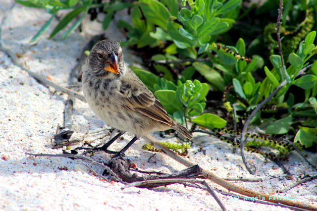finch