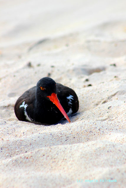 oyster catcher
