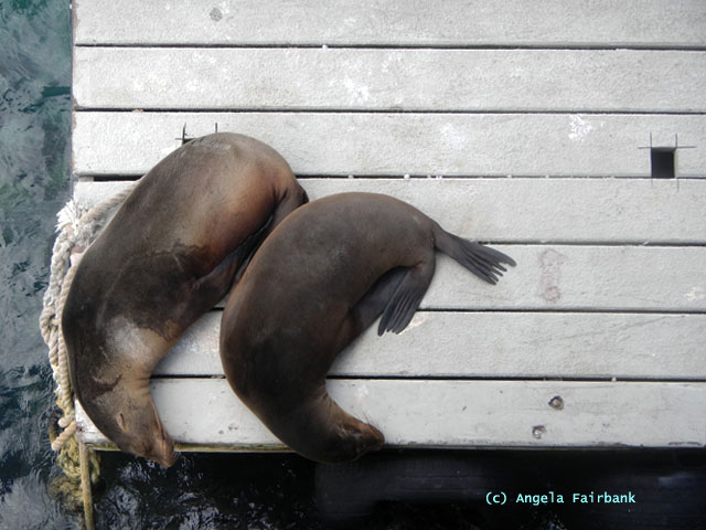 sleeping sea lions at Baltra